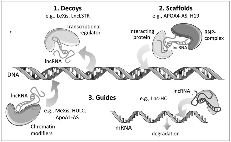 FIGURE 1.