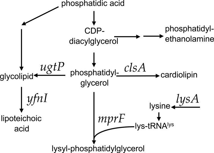 FIG 1