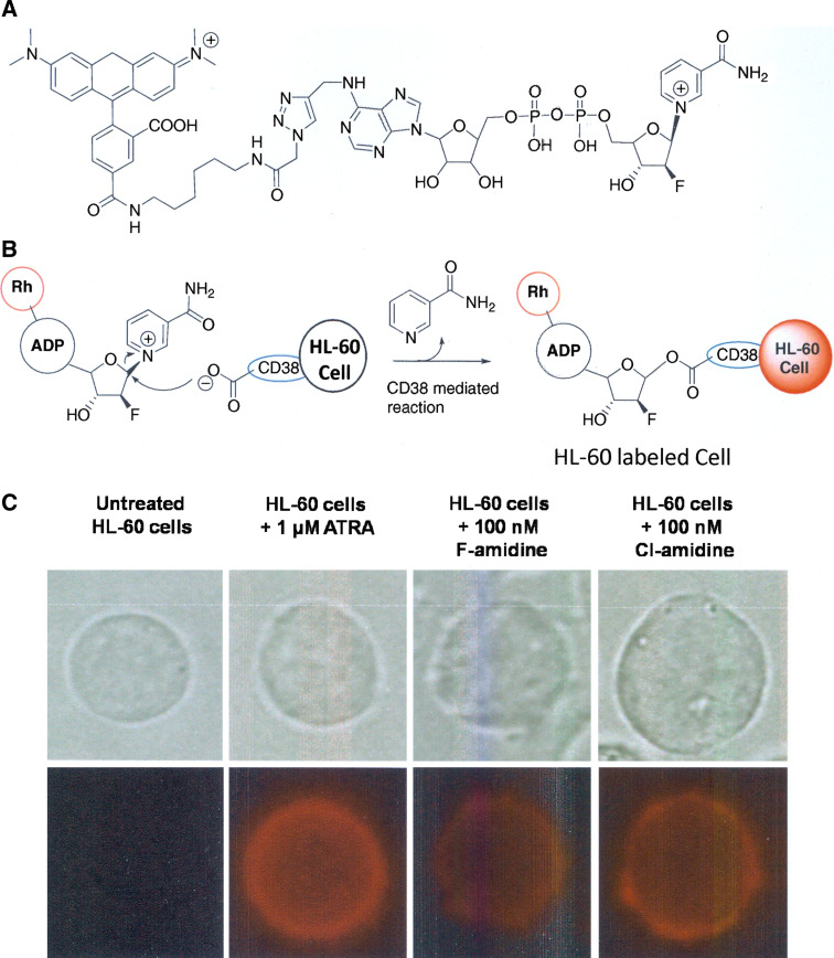 Fig. 4