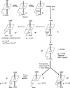 Scheme I