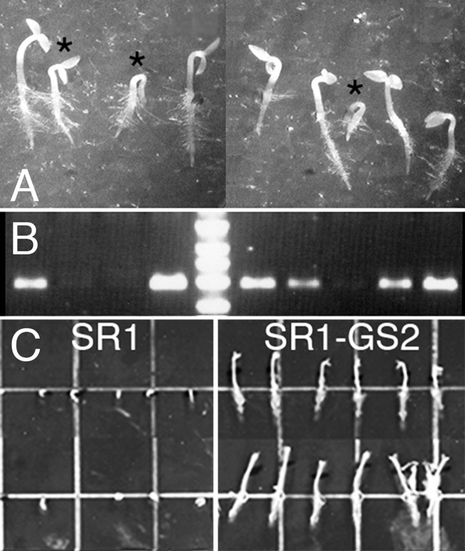 Fig 2