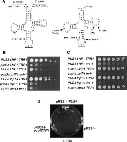 FIGURE 3.