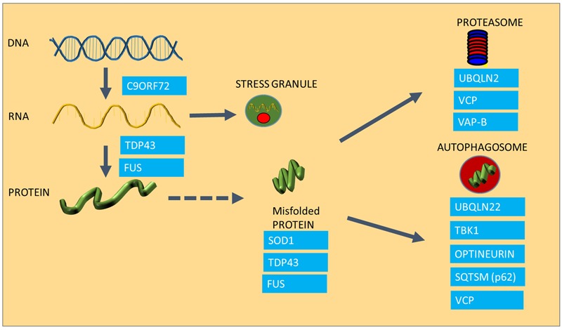 FIGURE 1