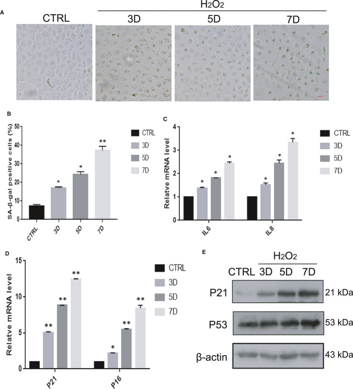 FIGURE 2