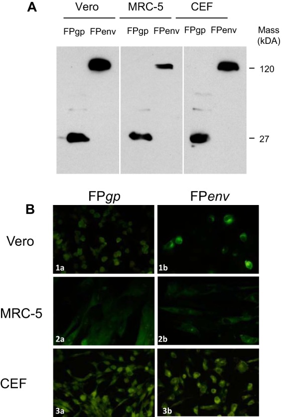 FIG 2