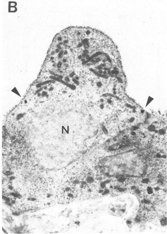 FIGURE 3. B