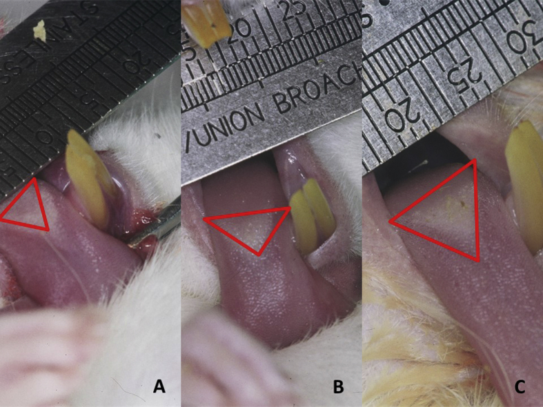 Figure 4