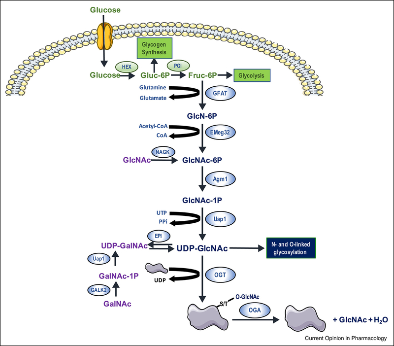 Figure 1: