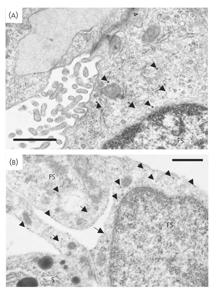 Fig. 8