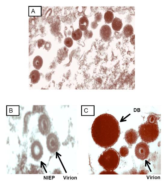 Fig. (1)