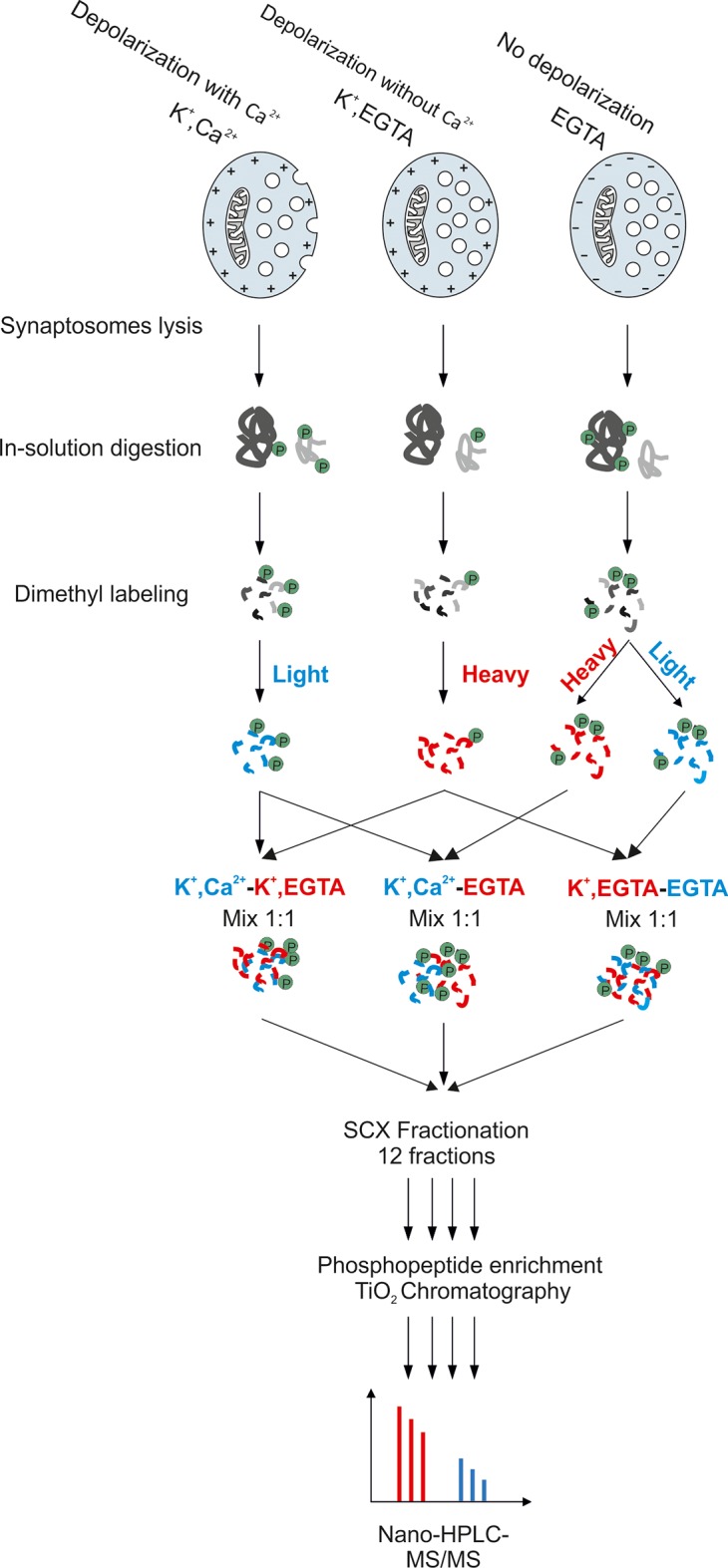 Figure 2—figure supplement 1.