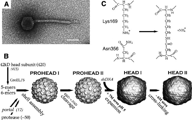 FIG 4