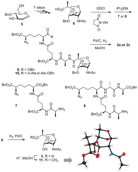 Scheme 1