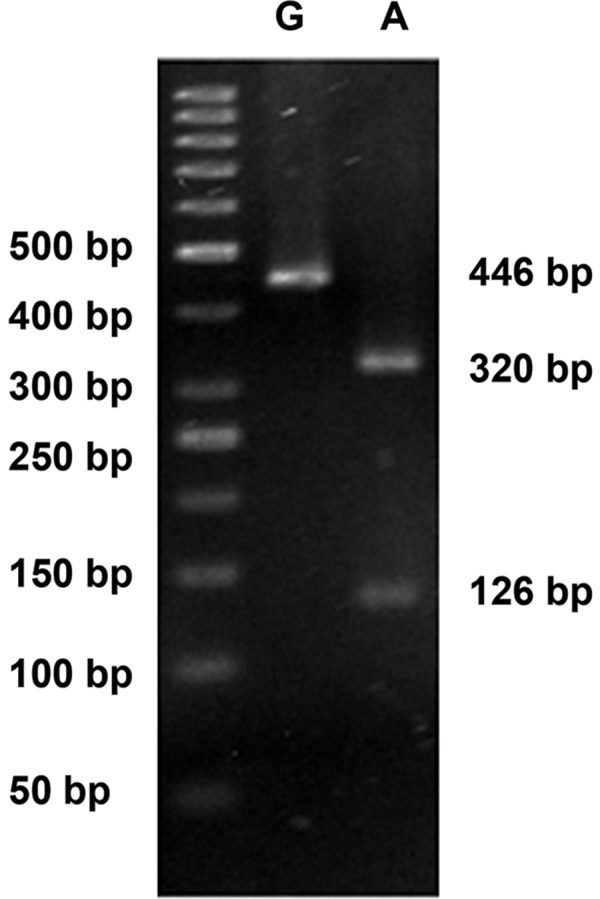 Fig.3