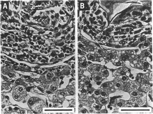 graphic file with name pnas00612-0300-a.jpg