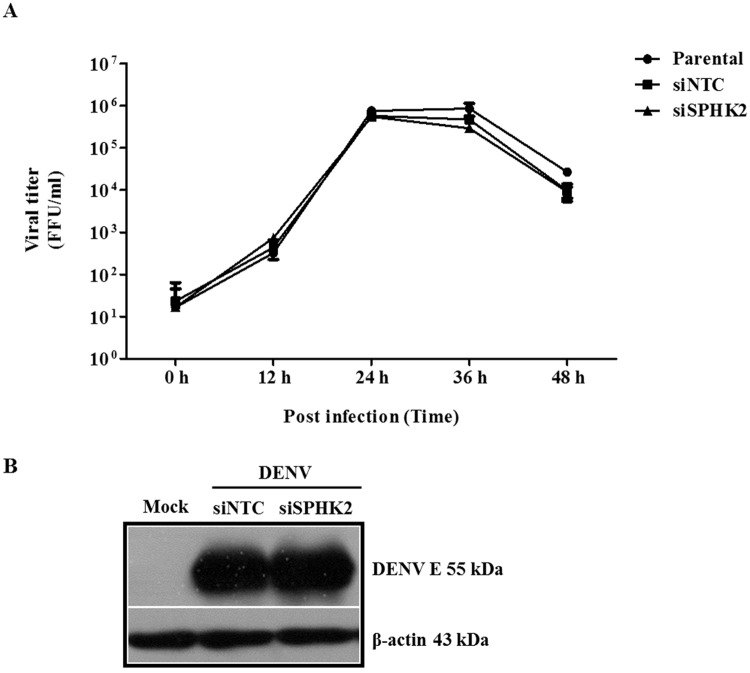 Fig 7