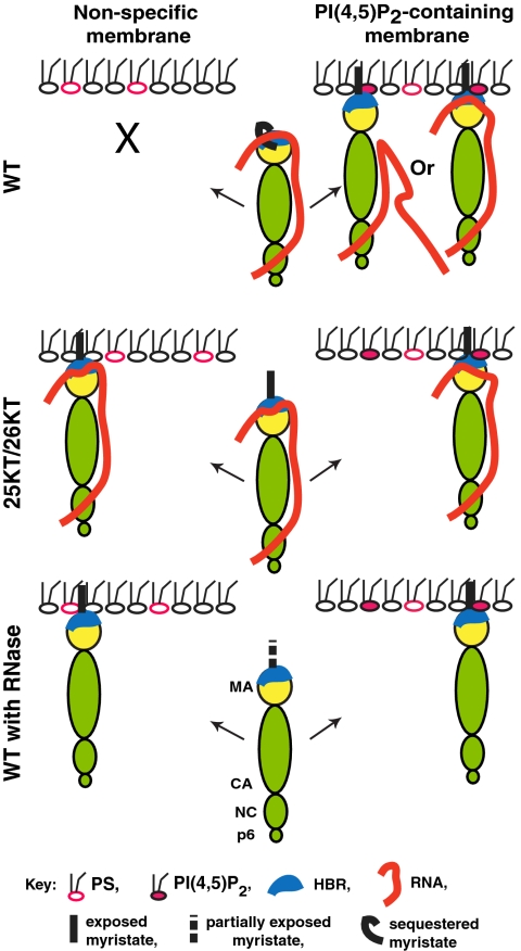 Fig. 5.