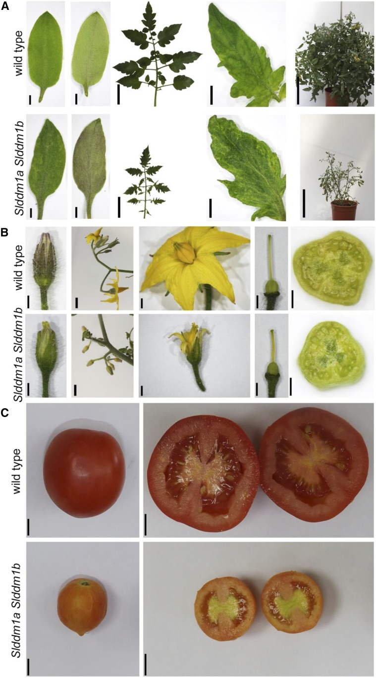 Figure 2.