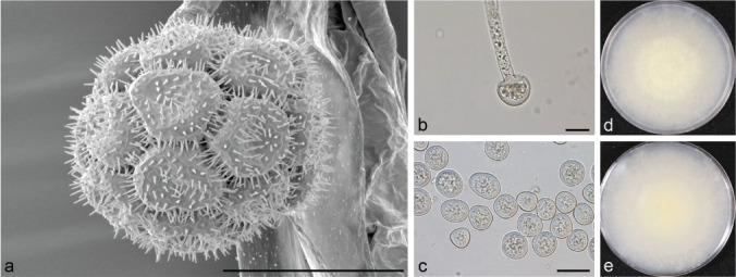 Fig. 16