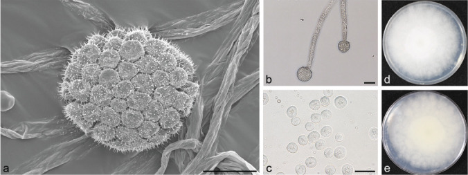 Fig. 15