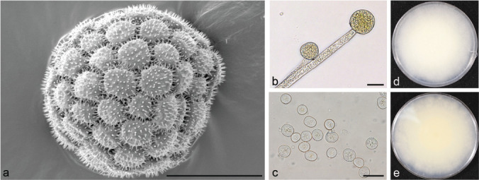 Fig. 12