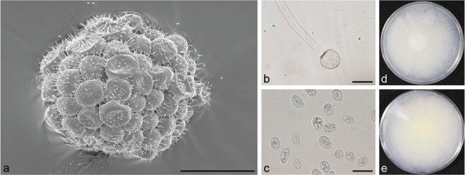 Fig. 21