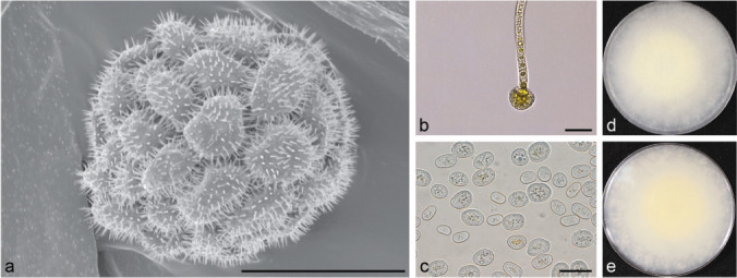 Fig. 19