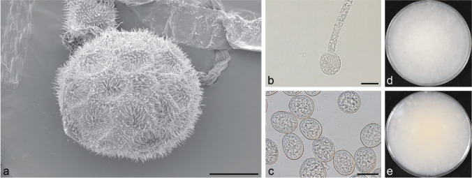 Fig. 17