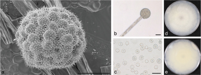 Fig. 25