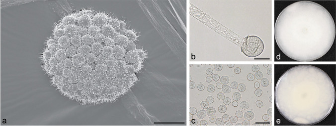 Fig. 18