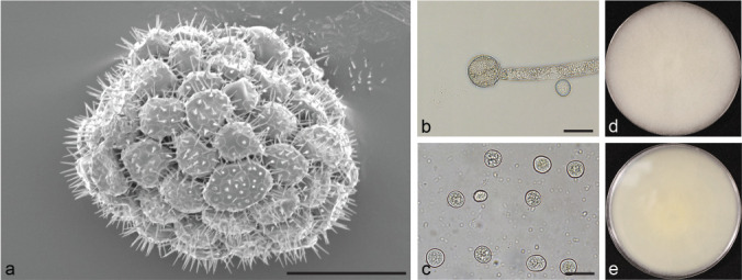 Fig. 13