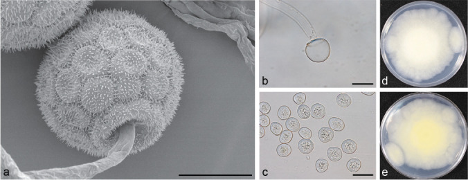 Fig. 24