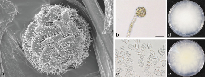 Fig. 20