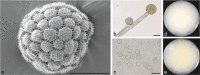 Fig. 12