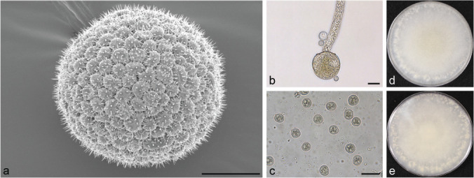 Fig. 23