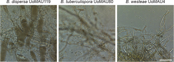 Fig. 14