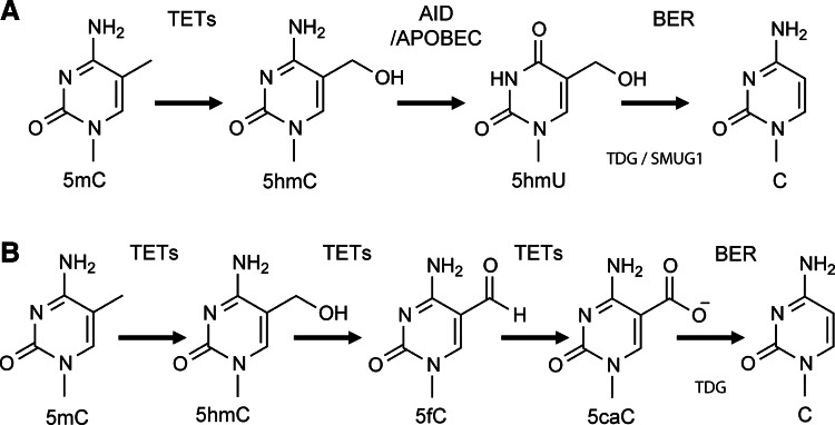 FIG. 5.