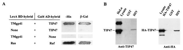 FIG. 5.