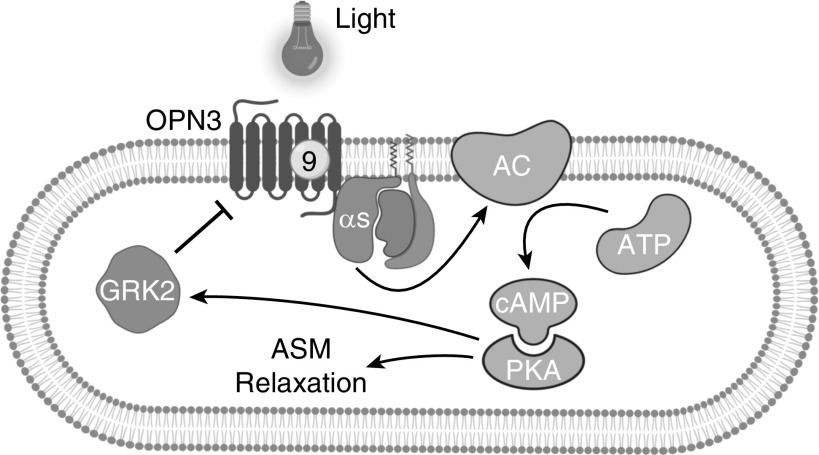 Figure 7.