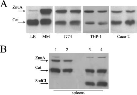 FIG. 5.