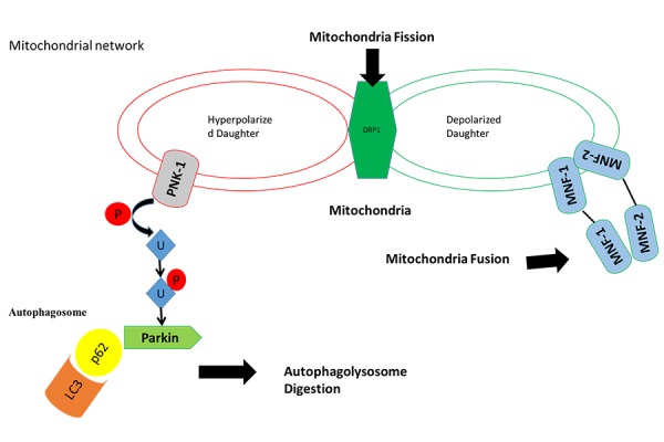 Figure 1: