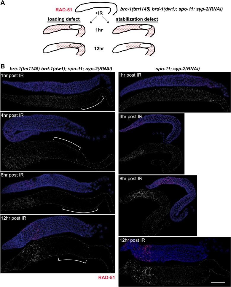 Fig 7