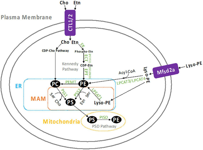 FIGURE 1