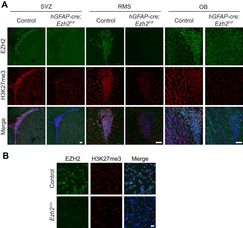 Figure 2—figure supplement 1.