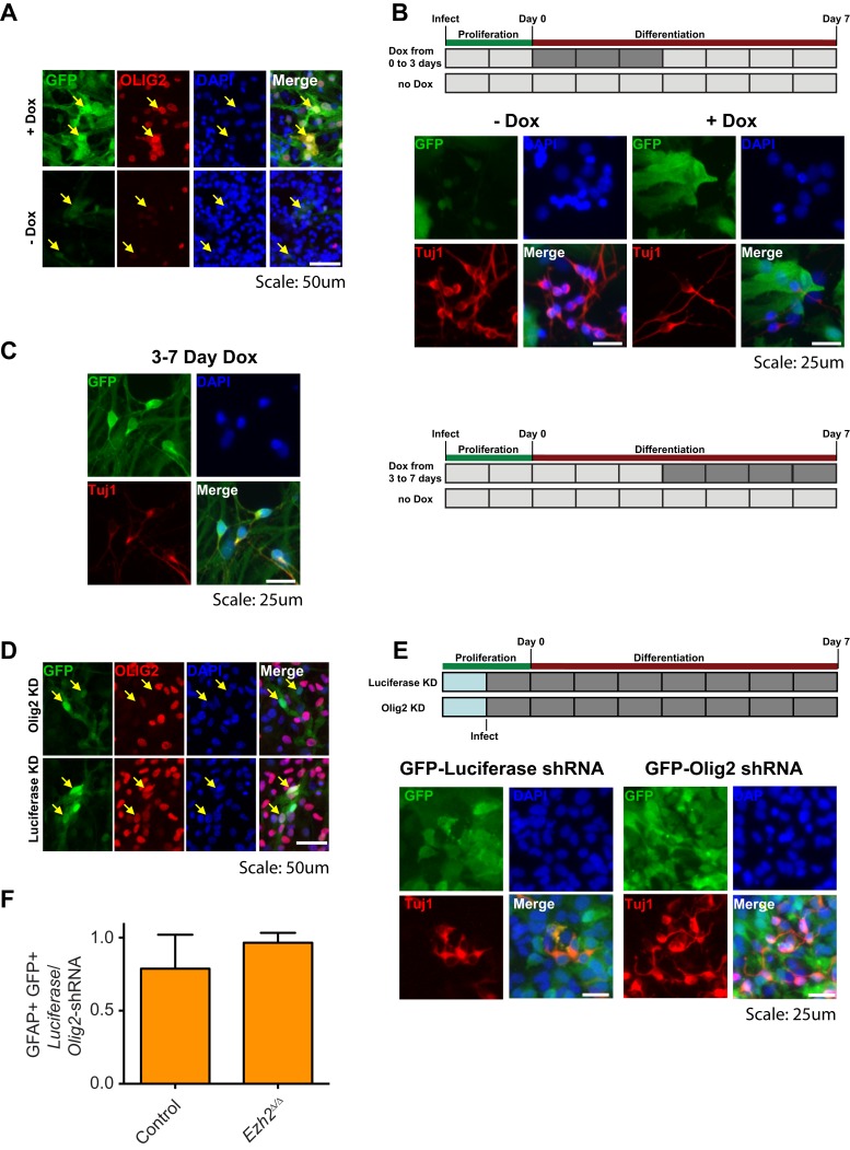 Figure 4—figure supplement 2.