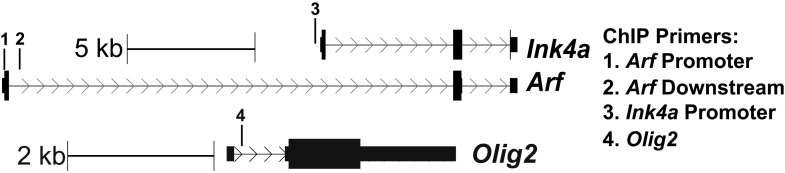 Figure 3—figure supplement 1.