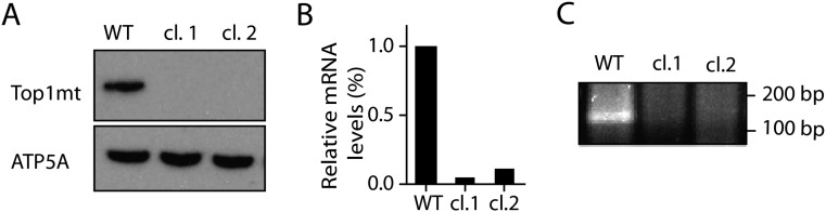 Fig. S9.