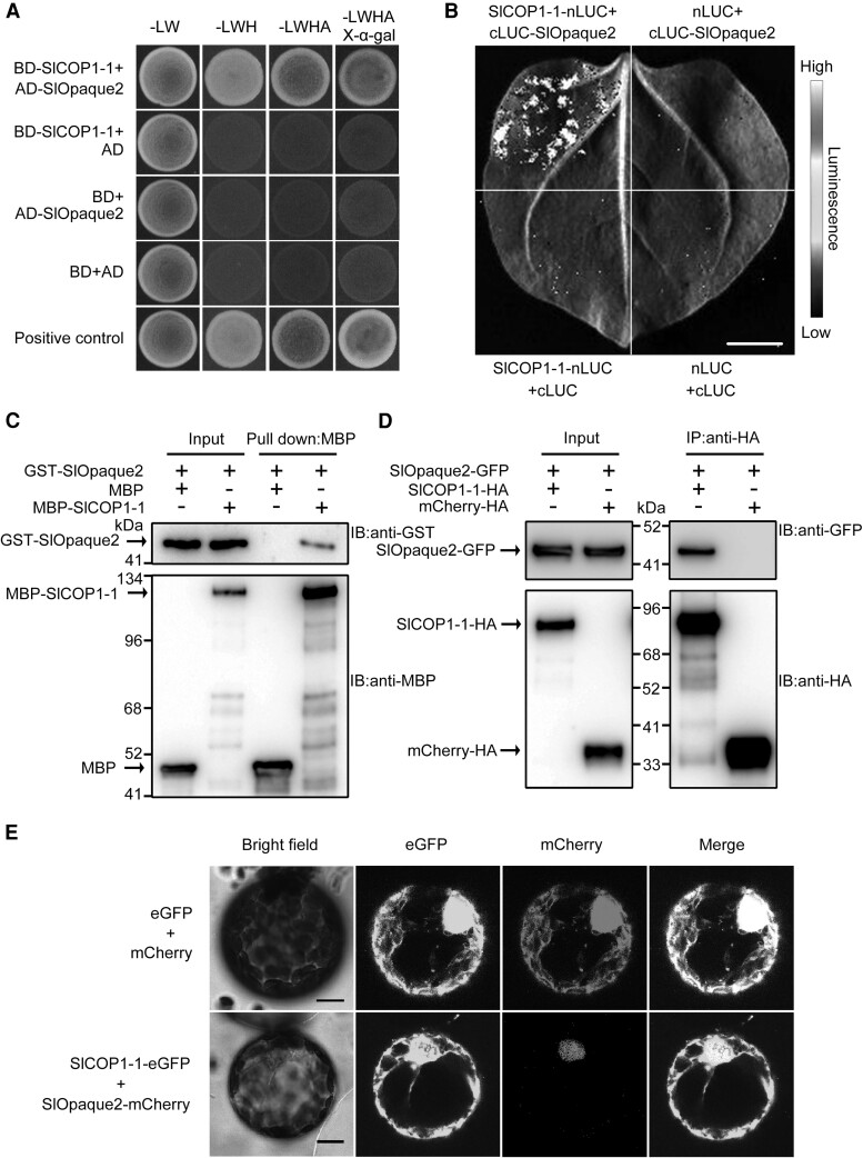 Figure 4.