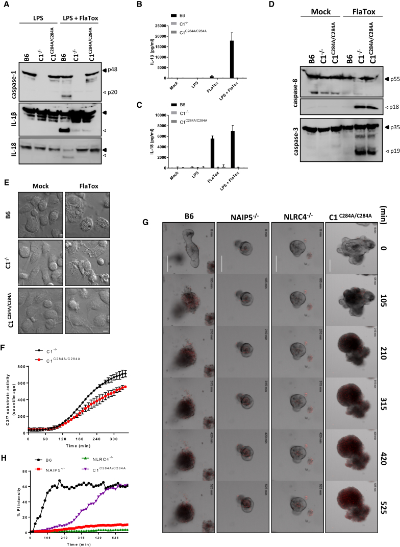 Figure 4