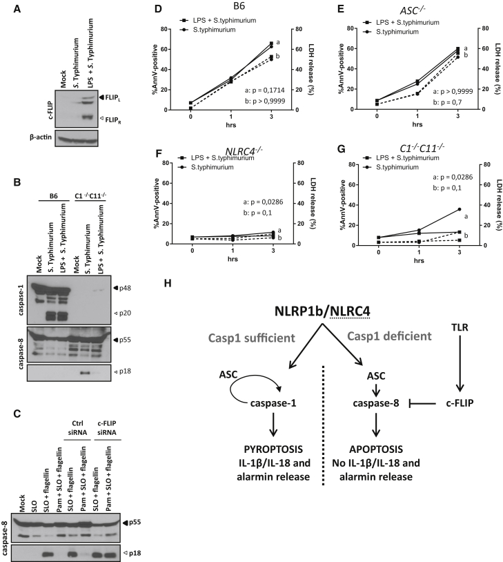 Figure 7